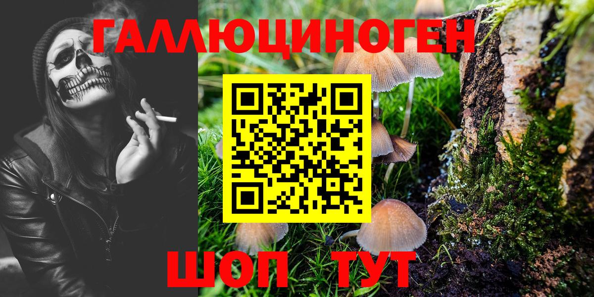 Псилоцибиновые грибы Psilocybe Дубна